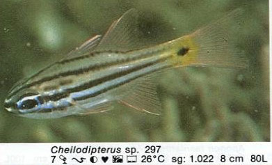 Cheilodipterus sp